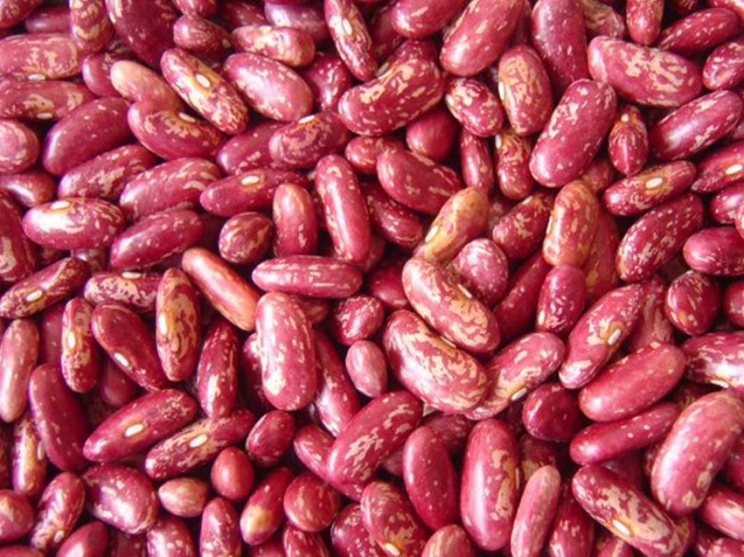 Feijão Vermelho Rajado from Etiópia